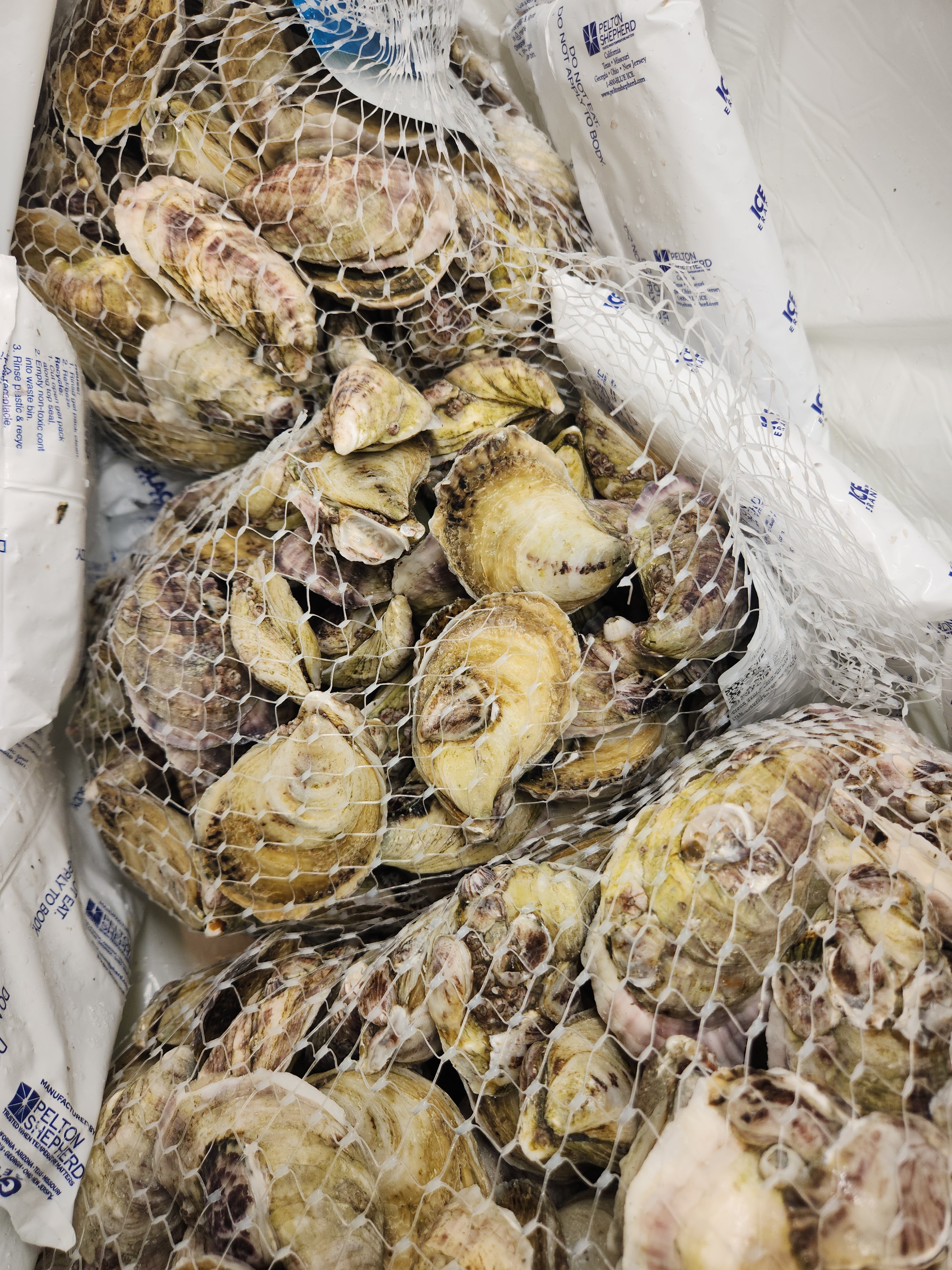 Fresh oysters in mesh bags
