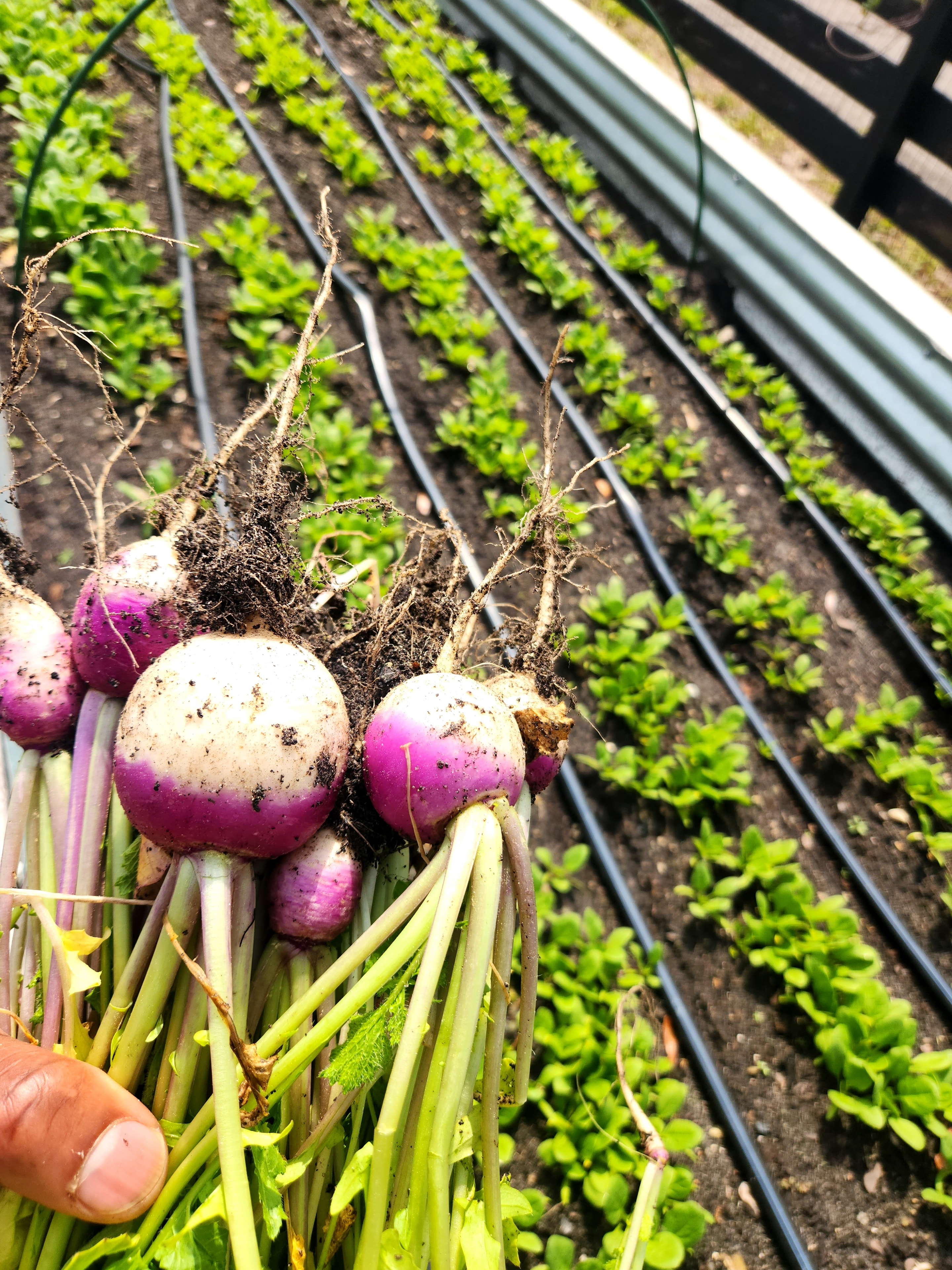 Freshly harvested radishes from the garden